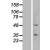 Western Blot: Cytokeratin 13 Lysate [NBL1-12380] - Western Blot experiments. 
Left-Control; Right -Over-expression Lysate for KRT13